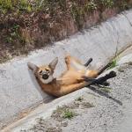 Bombeiros resgatam lobo-guará atropelado em rodovia no Campo das Vertentes