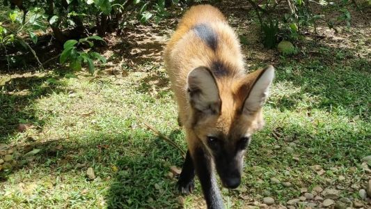 Lobo-guará foi acolhido pelo Zoológico Pomerode, em Minas Gerais