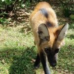 Lobo-guará é adotado como cachorro em Minas Gerais; vídeo