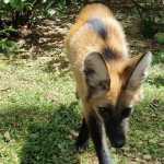 Lobo-guará é adotado como cachorro em Minas Gerais; vídeo