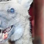 Lobo-guará é encontrado em uma casa no interior de Minas Gerais