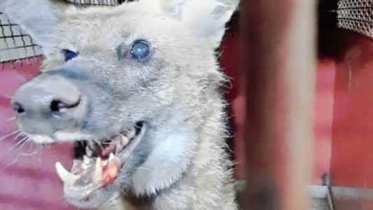 Lobo não apresentava ferimentos e foi devolvido ao seu habitat natural