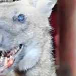 Lobo-guará é encontrado em uma casa no interior de Minas Gerais