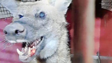 Lobo não apresentava ferimentos e foi devolvido ao seu habitat natural