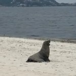 Após fazer sucesso no Rio, lobo-marinho 'Joca' é avistado em Maricá