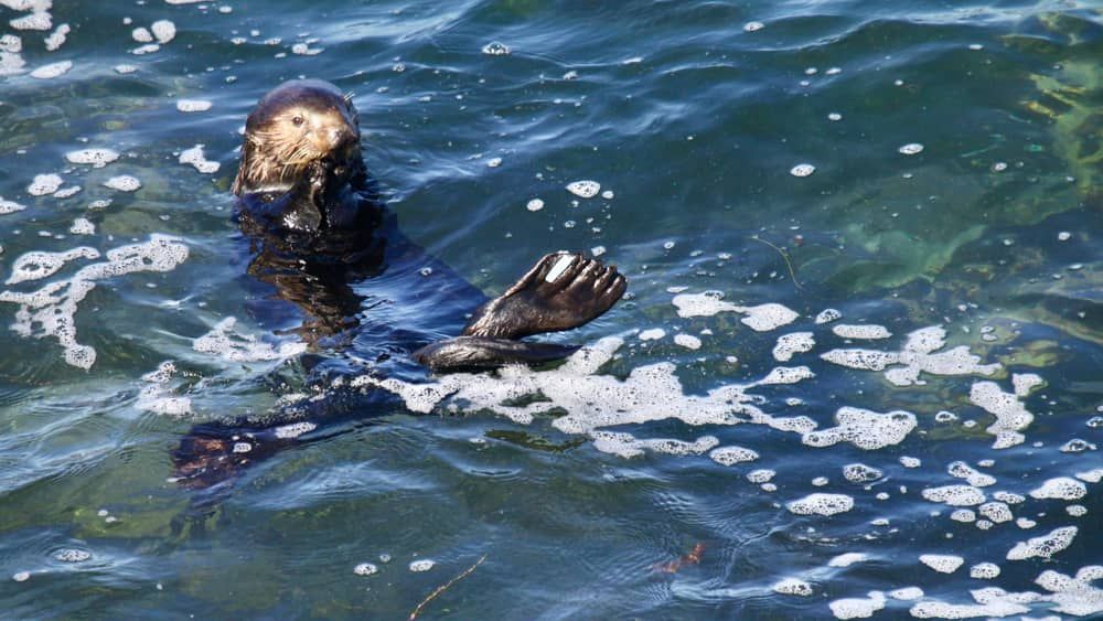 Lontra que roubava surfistas tem filhotinho e autoridades alertam: 'deem espaço' para nova mamãe