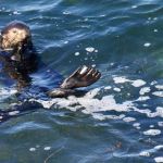 Lontra que roubava surfistas tem filhotinho e autoridades alertam: 'deem espaço' para nova mamãe