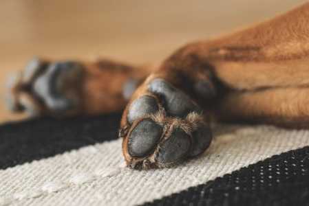 Patas de cão