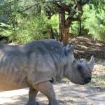 Luna, Rinoceronte do Zoo-BH, completa 53 anos nesta quinta com direito a comemoração e bolo