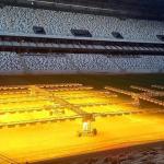 Arena MRV usa luz artificial em tratamento do gramado para receber 'Lendas do Galo'