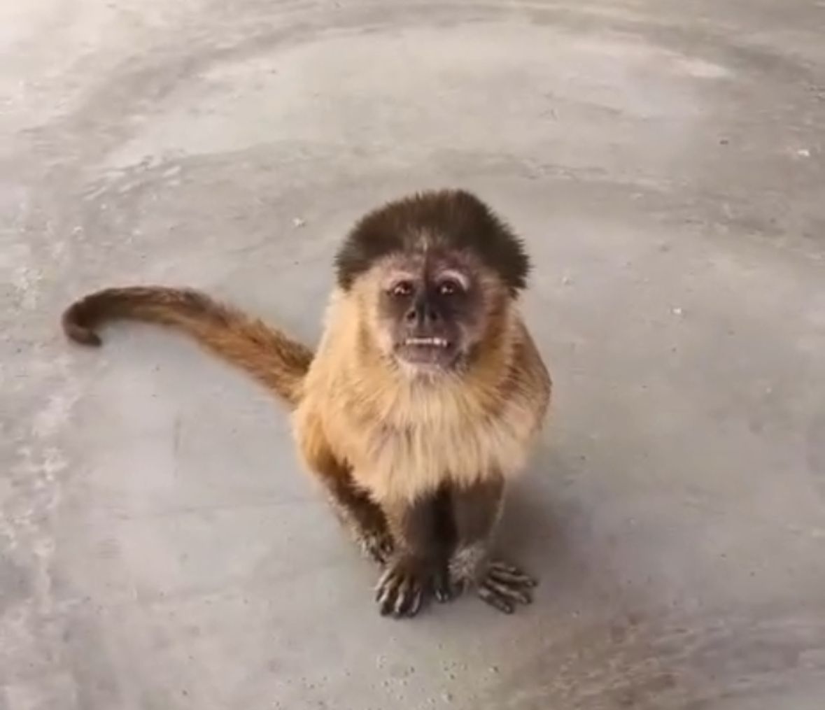 Estudo desenvolvido no Norte de Minas detecta que macacos são capazes de produzir pedra lascada