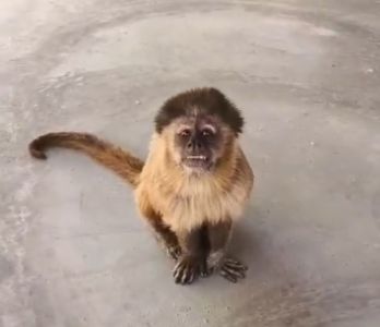 Macaco invade propriedade no RN e “faz a festa“ no local; veja vídeo | CNN Brasil