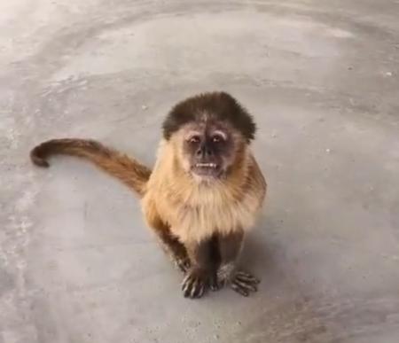 Macaco invade propriedade no RN e “faz a festa“ no local; veja vídeo | CNN Brasil