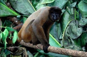Macaco-barrigudo
