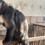 Macaco que andava de jet ski sofria maus-tratos e é resgatado em Juiz de Fora