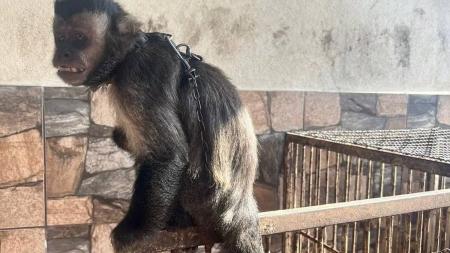 Macaco estava em um quintal com cães