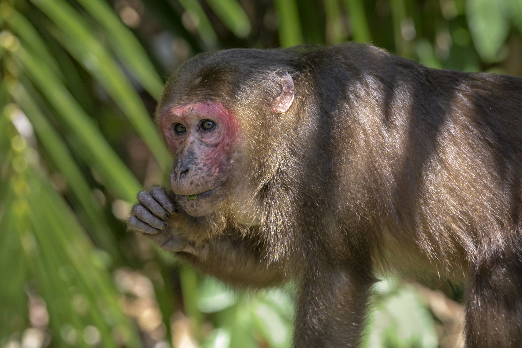 Animais homossexuais existem, e a ciência mostra que é um comportamento comum