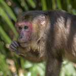 Animais homossexuais existem, e a ciência mostra que é um comportamento comum