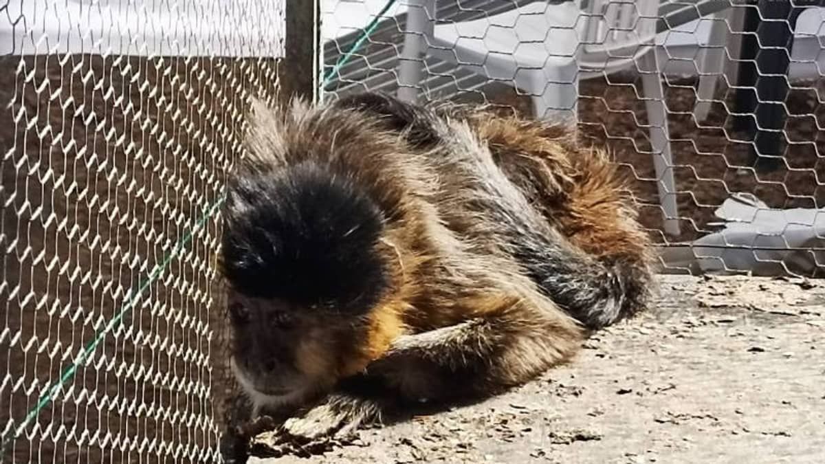 Macaco preso em gaiola é resgatado de situação de maus-tratos no Sul de Minas Gerais