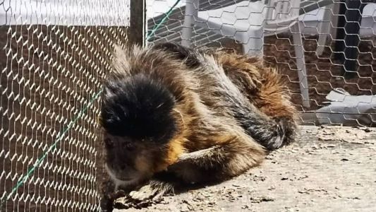 Macaco vai passar por avaliação médica