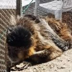 Macaco preso em gaiola é resgatado de situação de maus-tratos no Sul de Minas Gerais