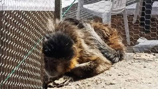 Macaco vai passar por avaliação médica
