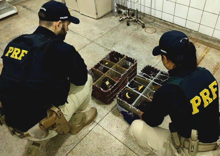 PRF resgata 12 macacos escondidos em caixotes dentro de ônibus
