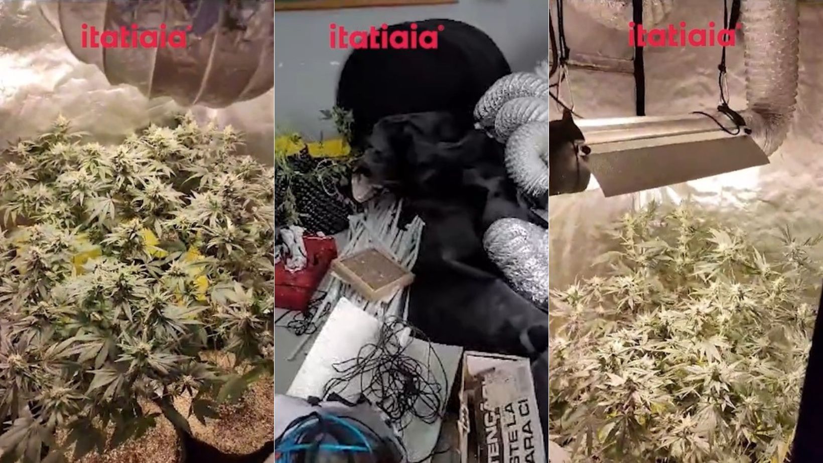 Vídeo: PM aborda suspeitos na Praça do Papa e descobre plantação de ‘maconha gourmet’ em Contagem