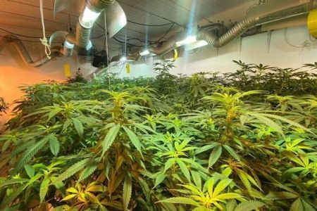 Maconha SP