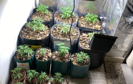 Com eles foram encontrados 22 tabletes de maconha na noite dessa segunda-feira (28).
