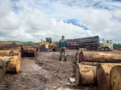 Madeira recuperada pelo Ibama no interior do Mato Grosso