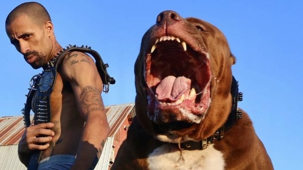 Vídeo: Hulk, maior pitbull do mundo, puxa carro e vale R$ 12 milhões