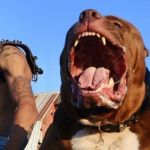 Vídeo: Hulk, maior pitbull do mundo, puxa carro e vale R$ 12 milhões