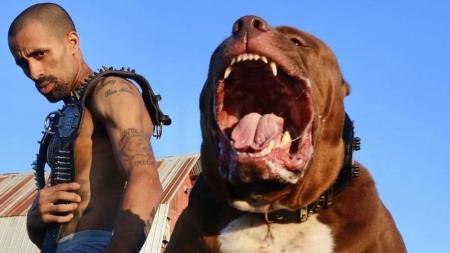Maior pitbull do mundo, Hulk é dócil