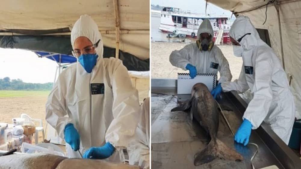 Fiocruz investiga morte de mais de 150 botos no Amazonas