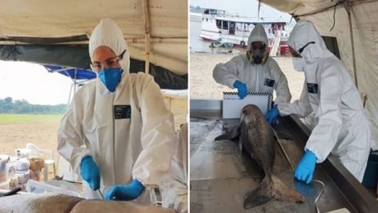 Mais de 150 animais foram encontrados sem vida