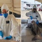 Fiocruz investiga morte de mais de 150 botos no Amazonas