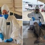 Fiocruz investiga morte de mais de 150 botos no Amazonas