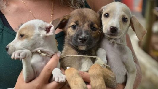 Mais de 40 animais estarão disponíveis para adoção