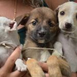 Betim organiza feira de adoção de cães e gatos no próximo fim de semana; saiba como participar