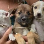 Betim organiza feira de adoção de cães e gatos no próximo fim de semana; saiba como participar