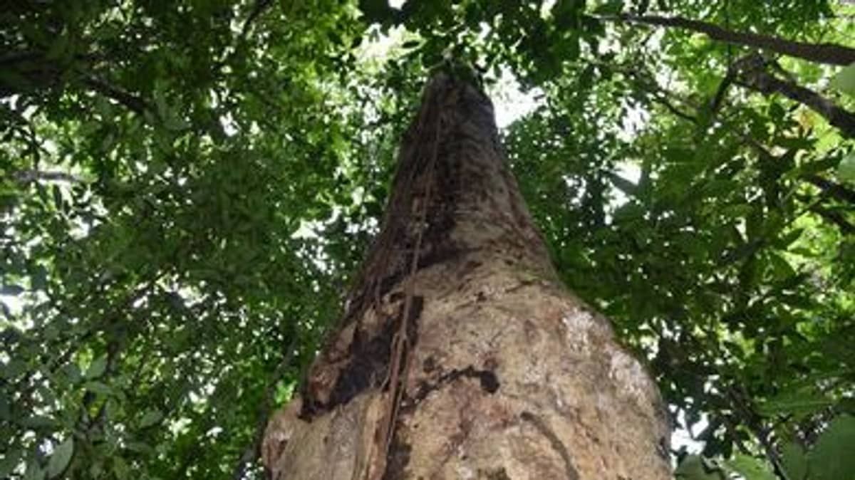 Minas Gerais desmata o equivalente a 47 'Mineirões' da Mata Atlântica por dia 