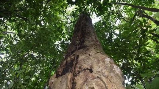 Mais de 48 mil hectares da Mata Atlântica foram desmatados em 2022