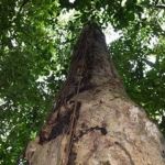 Minas Gerais desmata o equivalente a 47 'Mineirões' da Mata Atlântica por dia 