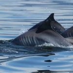 Pesquisadores investigam aparecimento de centenas de botos em praias do Rio de Janeiro