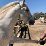 Vale disponibiliza 45 cavalos resgatados para doação; saiba como 