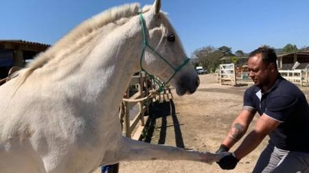 Mais de 500 equídeos (cavalos, jumentos e burros) já passaram pelas instalações de fauna da Vale