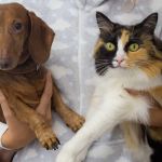 Shopping de BH recebe feira de adoção de cães e gatos; saiba como adotar