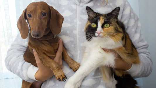 Mais de vinte animais, entre cães e gatos, serão disponibilizados para adoção