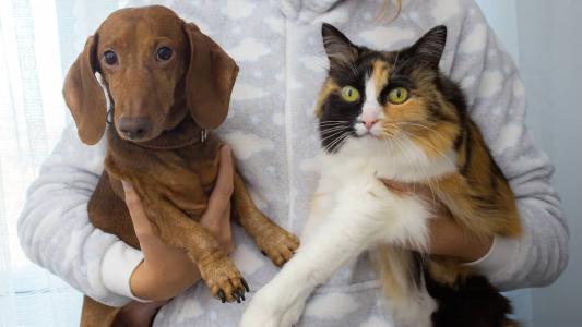 Mais de vinte animais, entre cães e gatos, serão disponibilizados para adoção